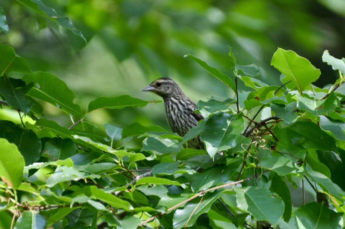 Red-winged Blackbird - ML599255111