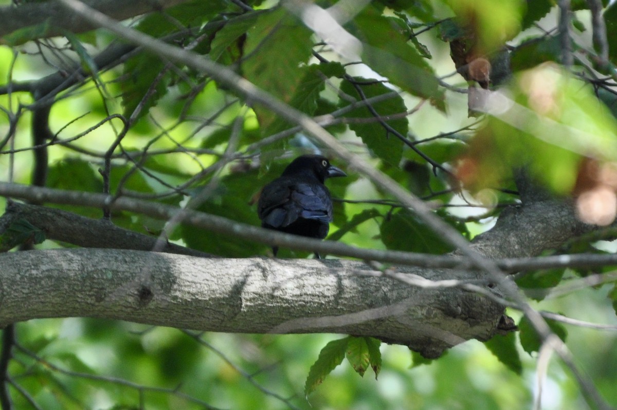 Common Grackle - ML599255191