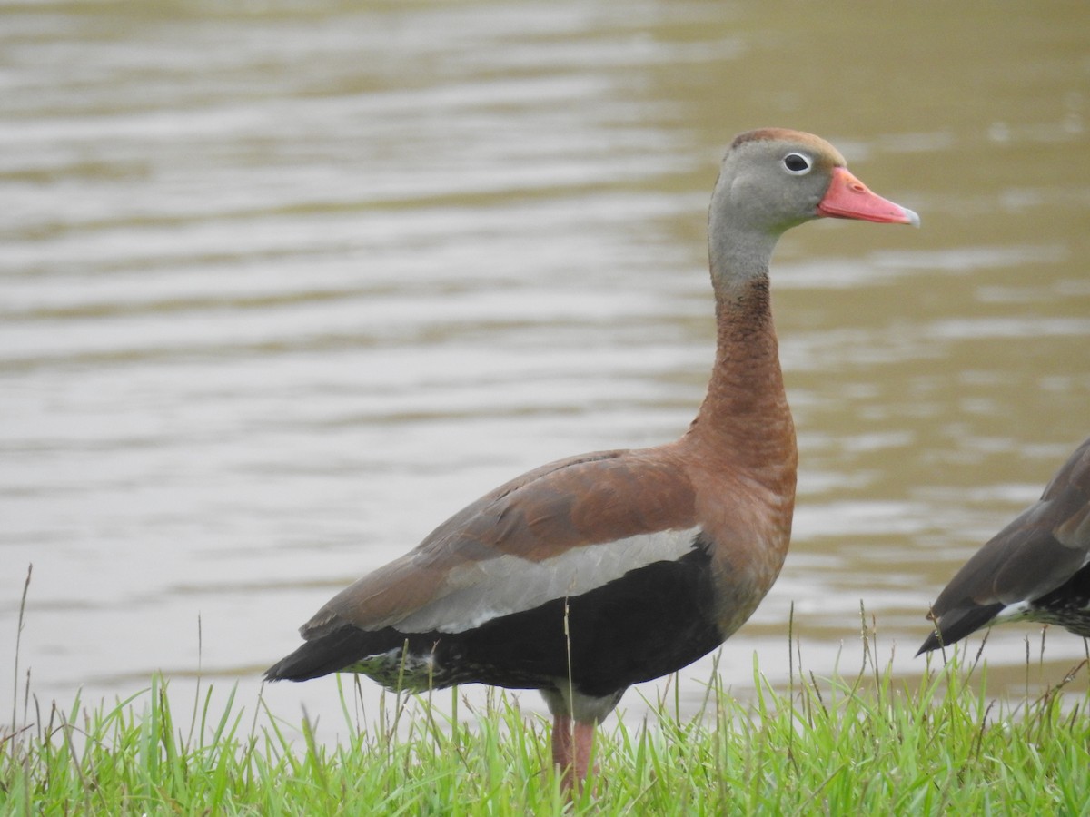 Black-bellied Whistling-Duck - Nick Hudson