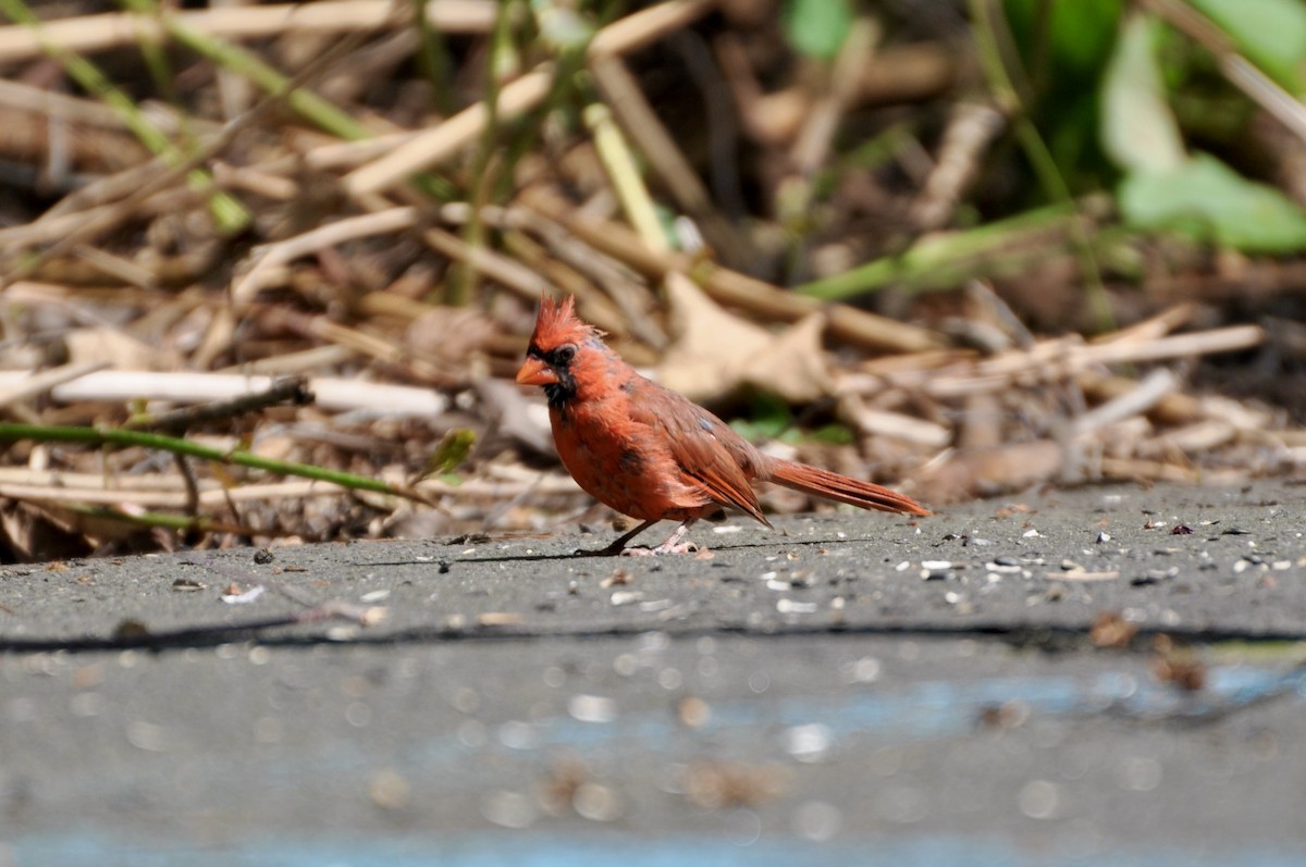 Northern Cardinal - ML599255211