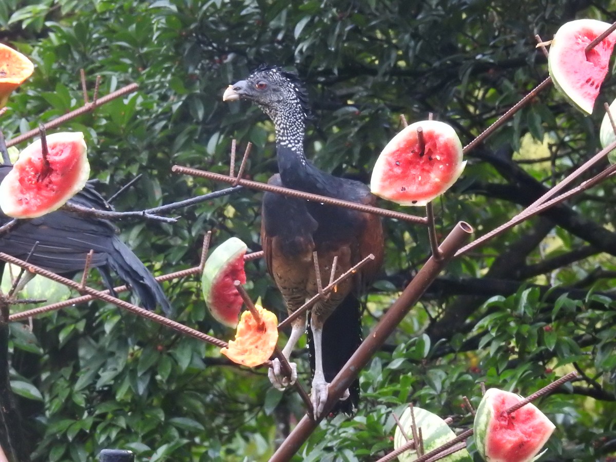 Gray-headed Chachalaca - ML599255331