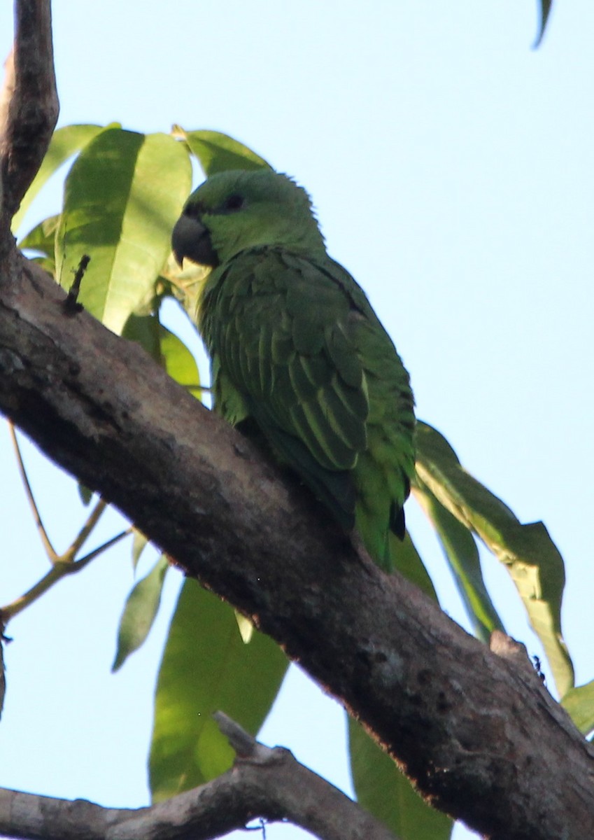 Short-tailed Parrot - ML599255341