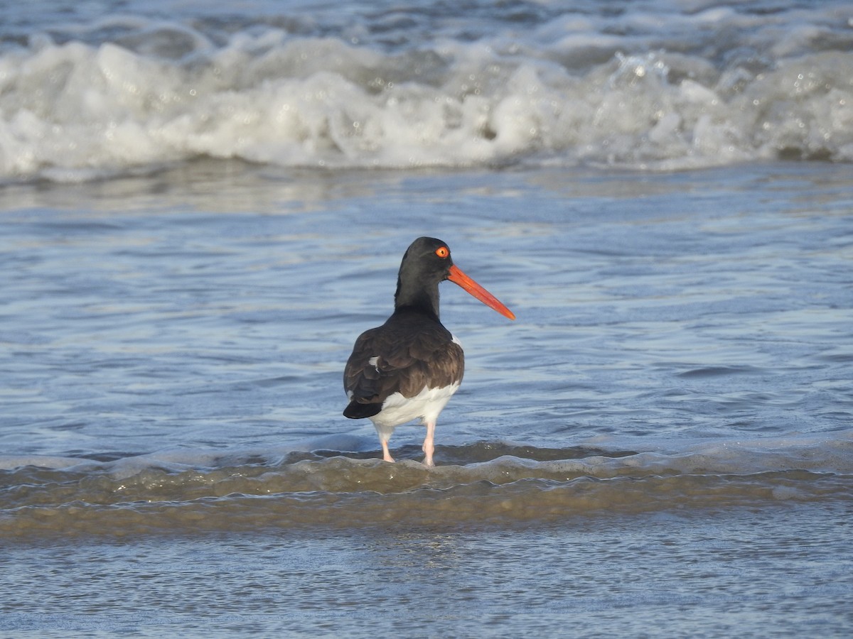 American Oystercatcher - ML599255431