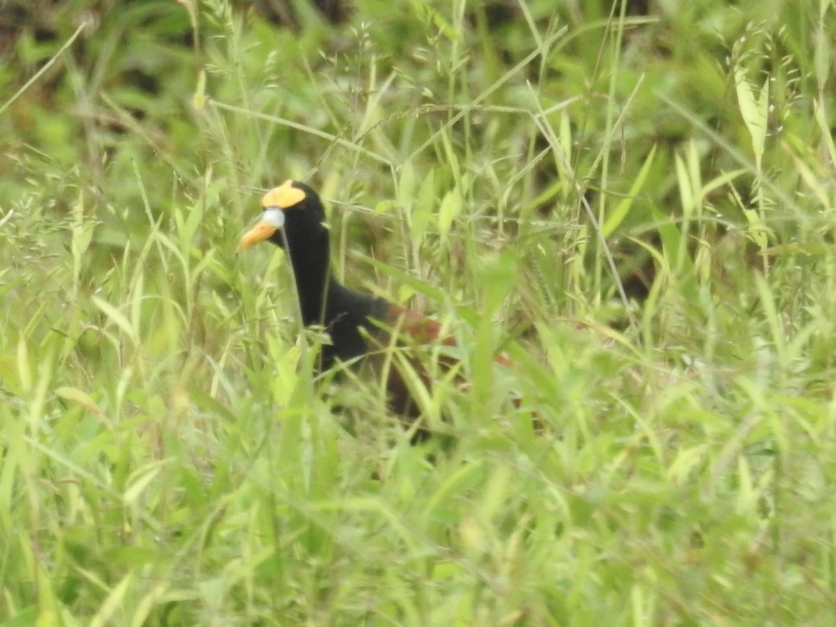 Northern Jacana - Nick Hudson