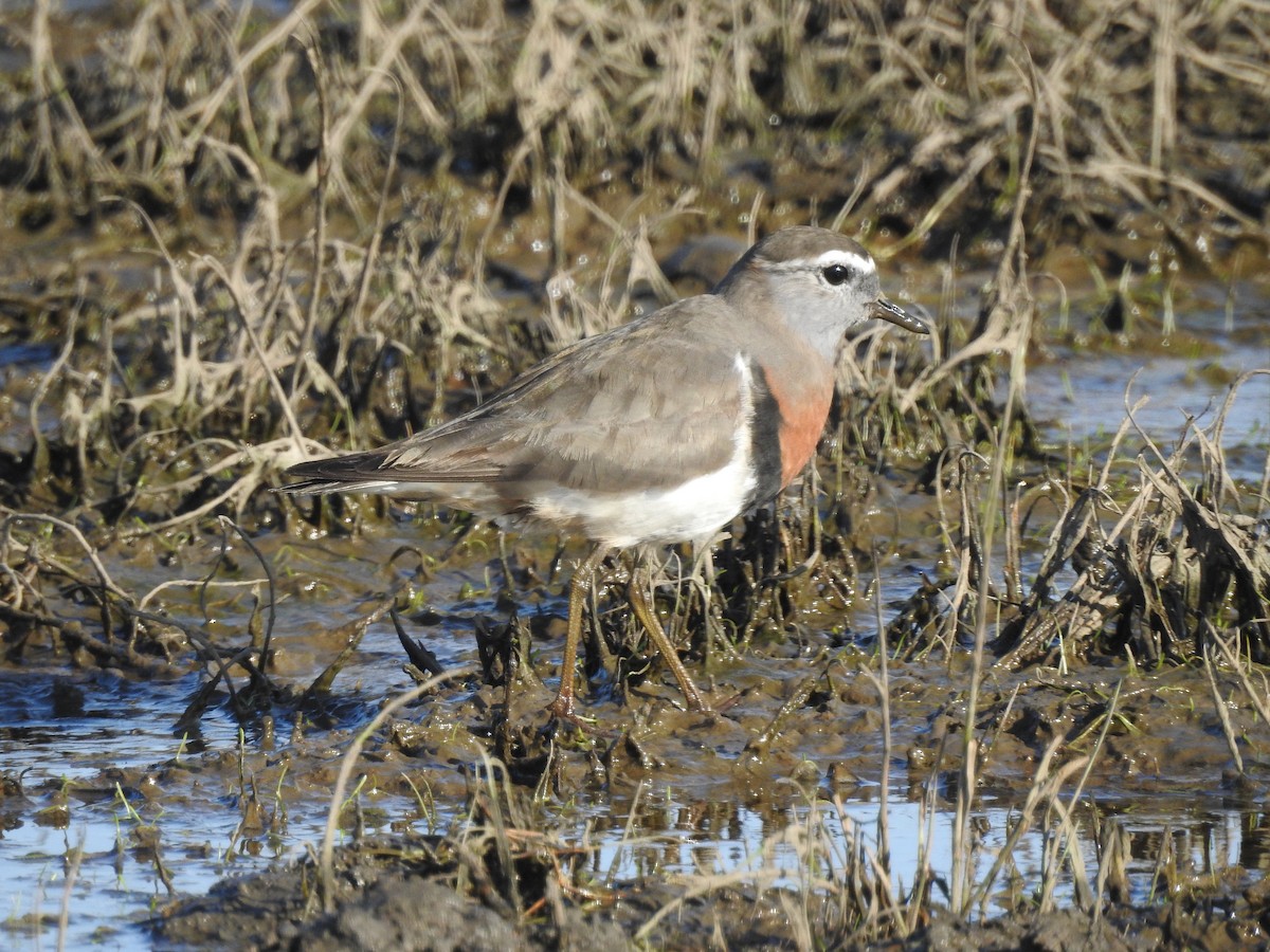 Rufous-chested Dotterel - Marco Crozariol