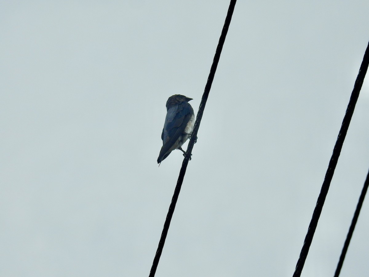 Gray-breasted Martin - ML599255811