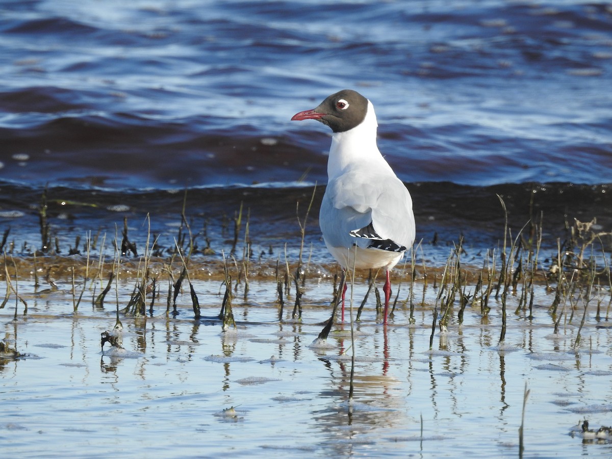 Brown-hooded Gull - Marco Crozariol