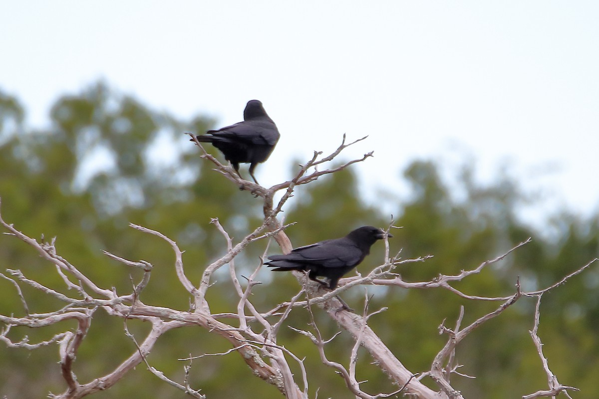 American Crow - ML599256191