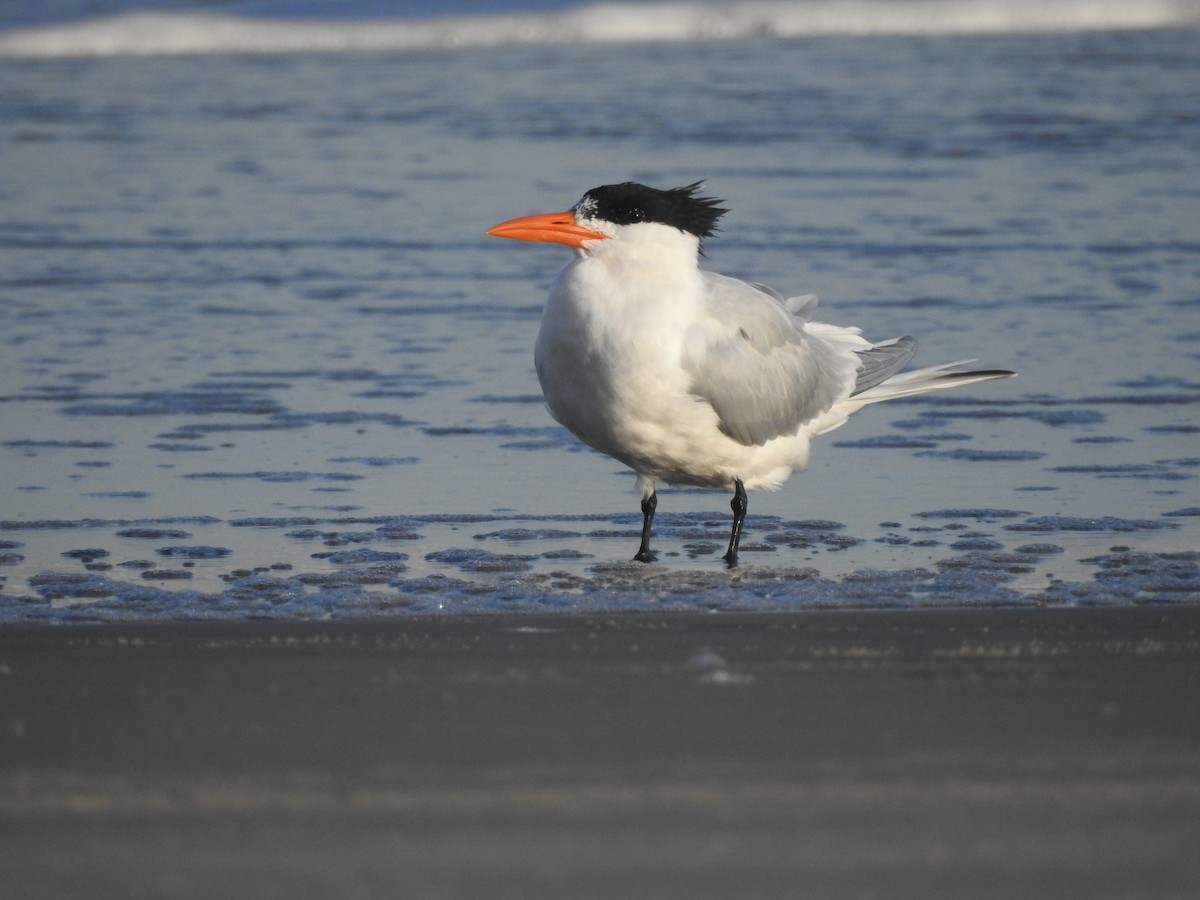 Royal Tern - Marco Crozariol