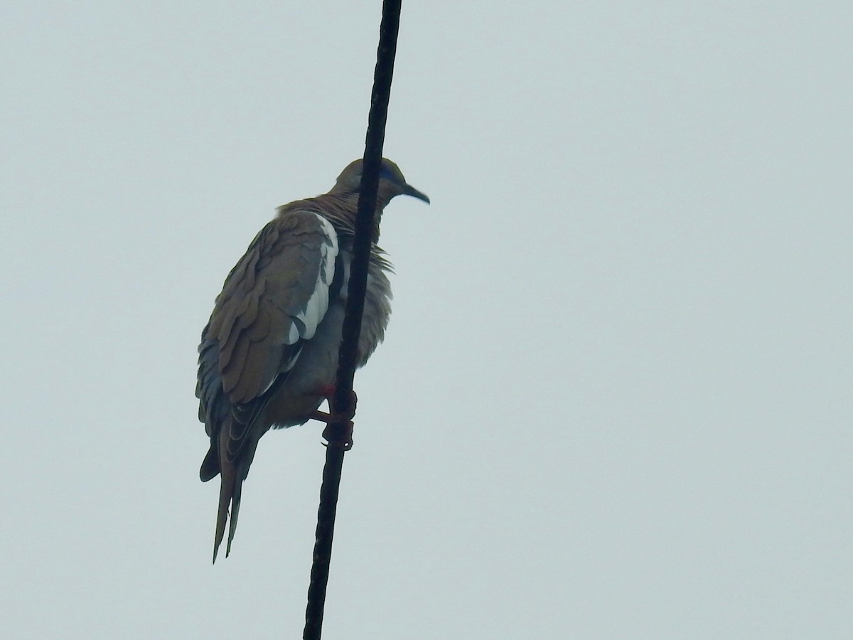 White-winged Dove - ML599256861