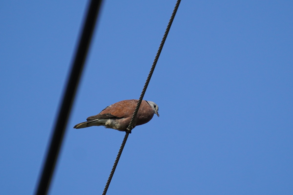 Red Collared-Dove - ML599257041