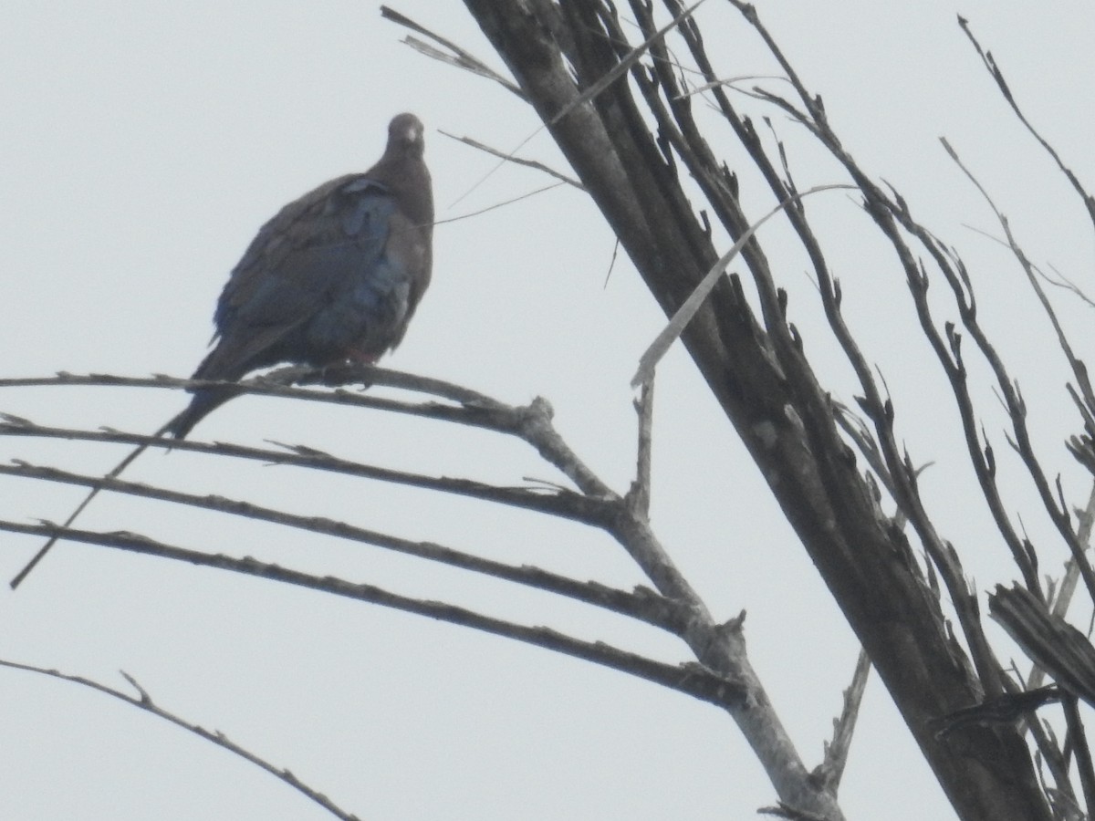 Pigeon à bec rouge - ML599257221