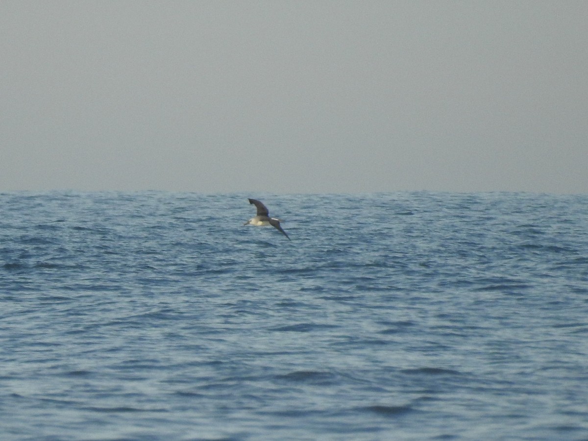 Atlantic Yellow-nosed Albatross - Marco Crozariol