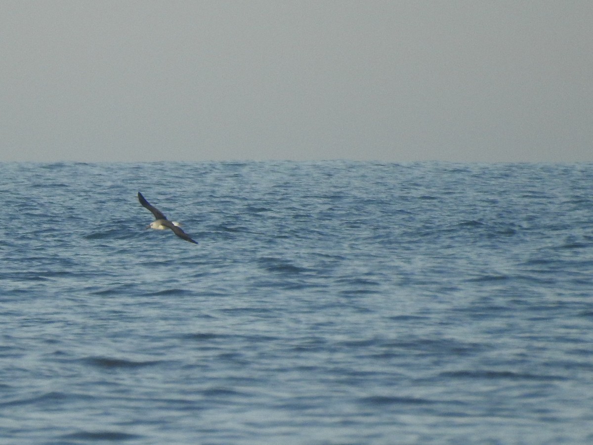 Atlantik Sarı Gagalı Albatrosu - ML599257361