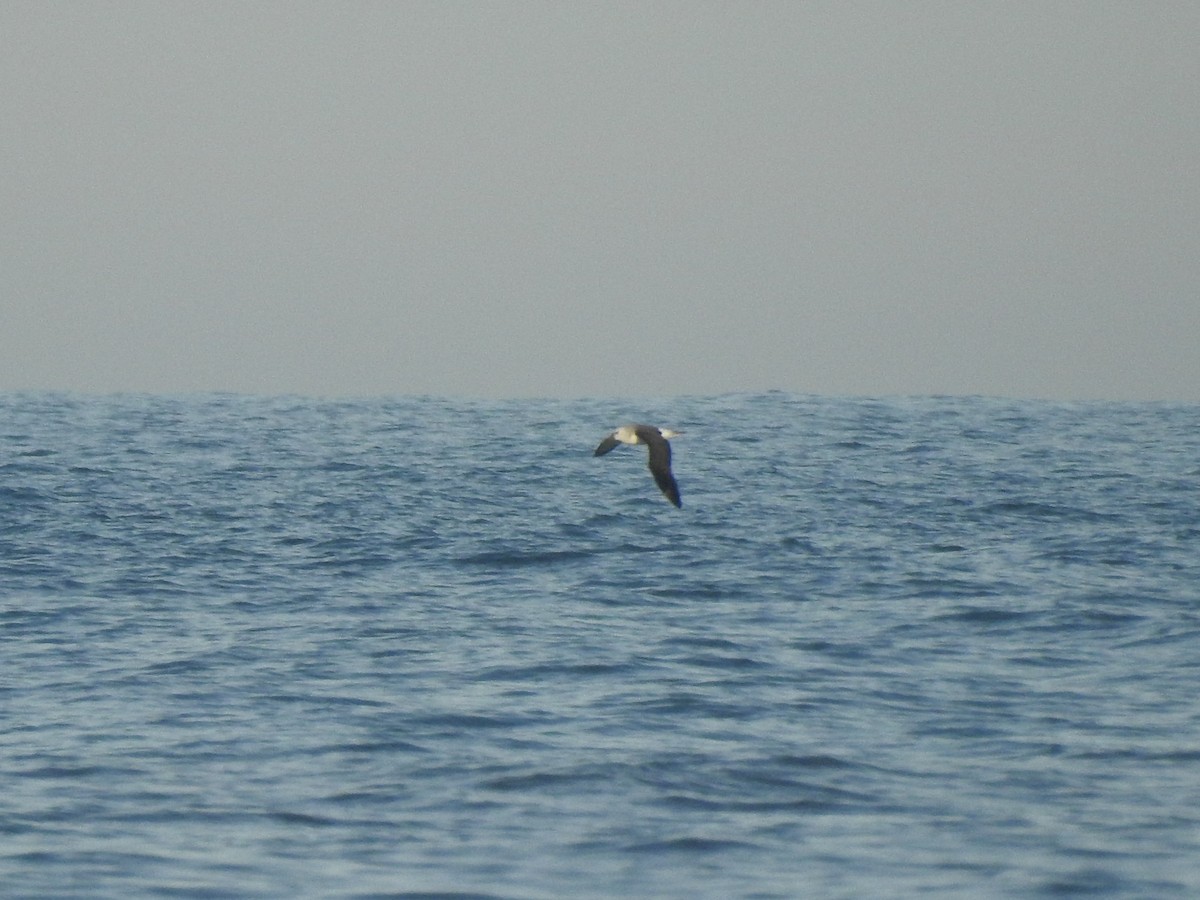 Atlantik Sarı Gagalı Albatrosu - ML599257371