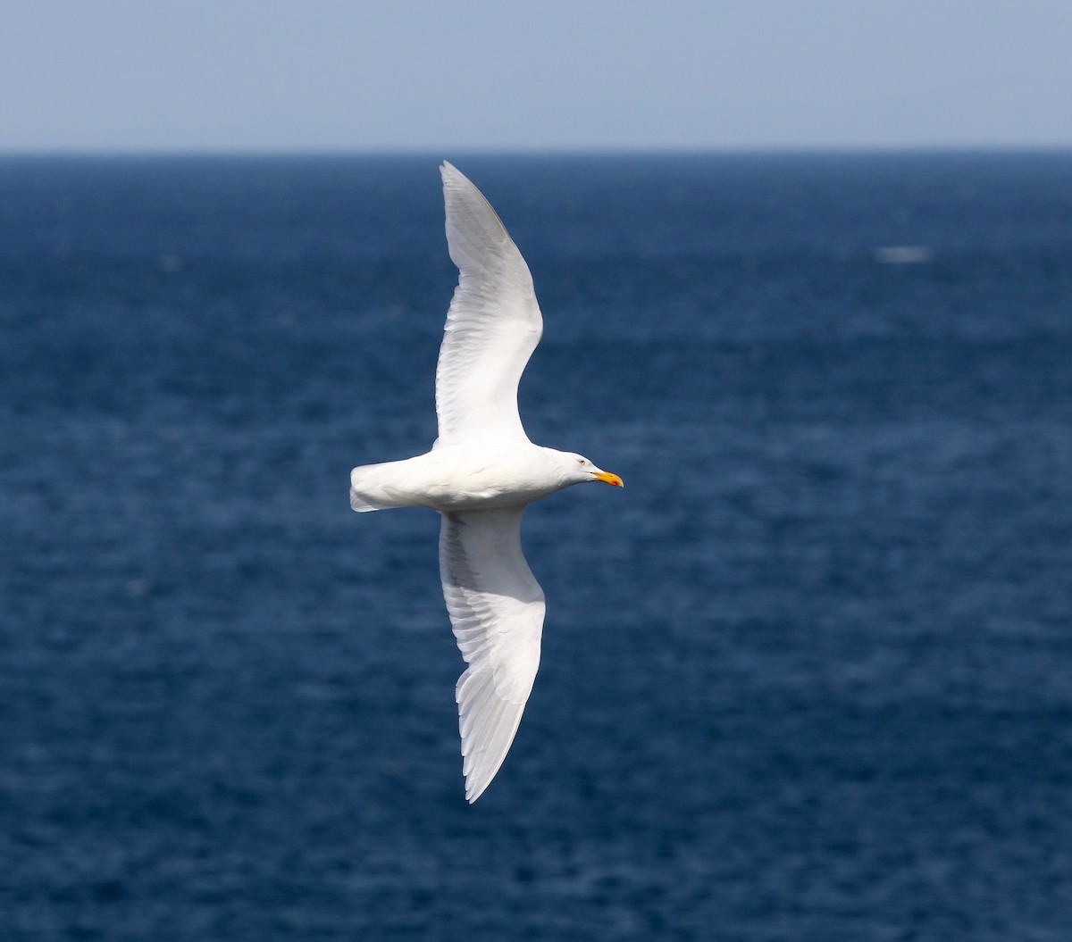 Glaucous Gull - ML599257511