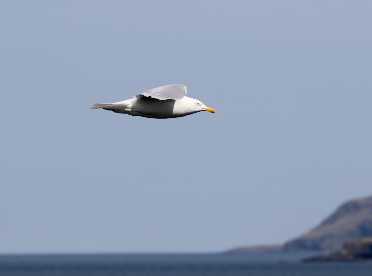 Glaucous Gull - ML599257521