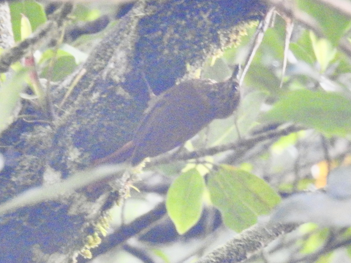 Wedge-billed Woodcreeper - Nick Hudson