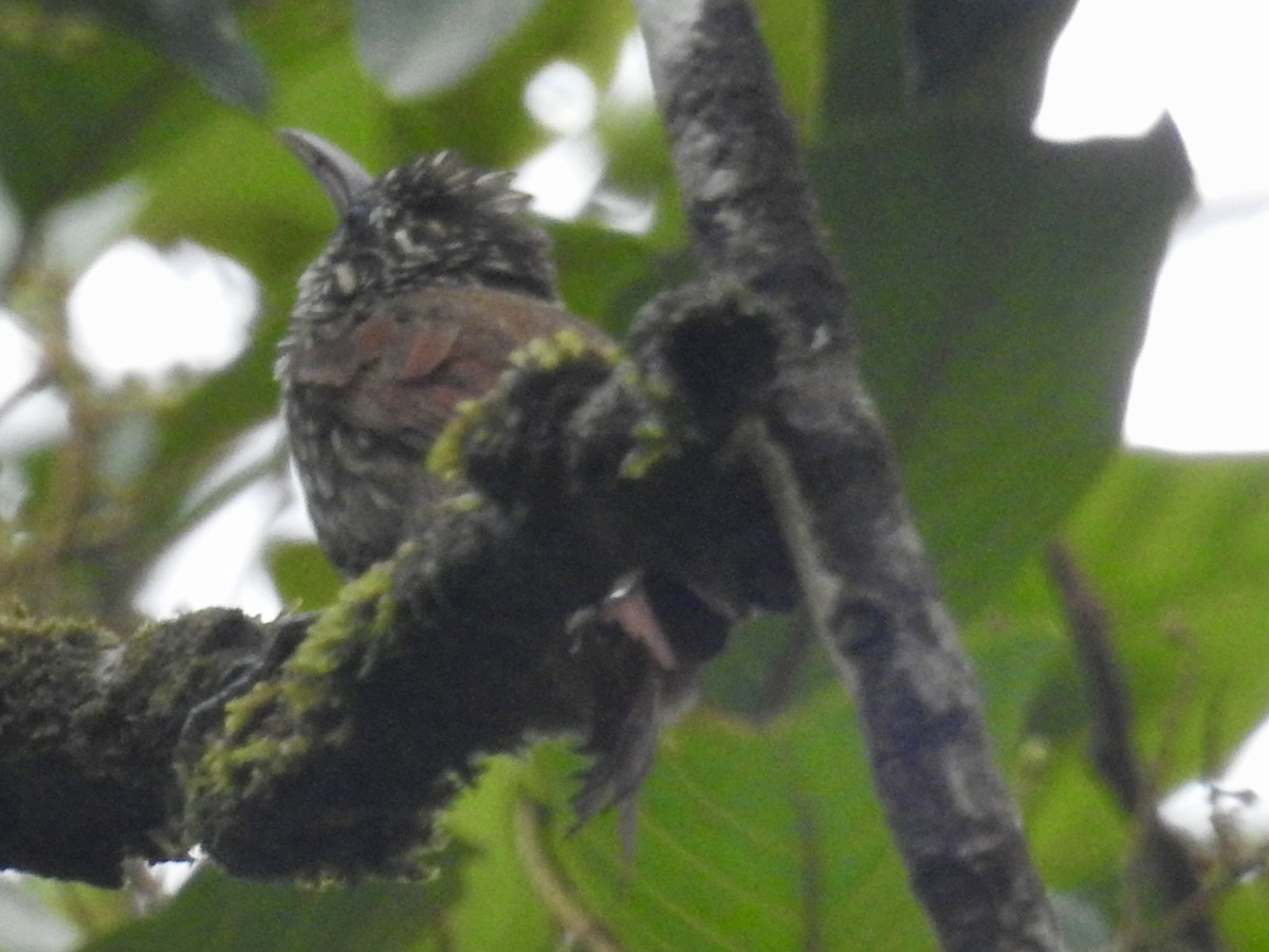 Streak-headed Woodcreeper - Nick Hudson