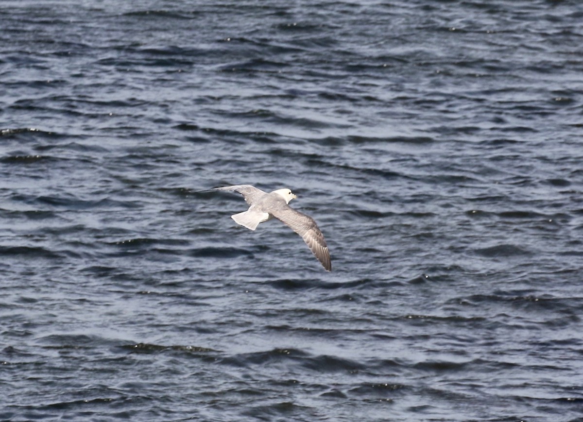 Northern Fulmar - ML599257901