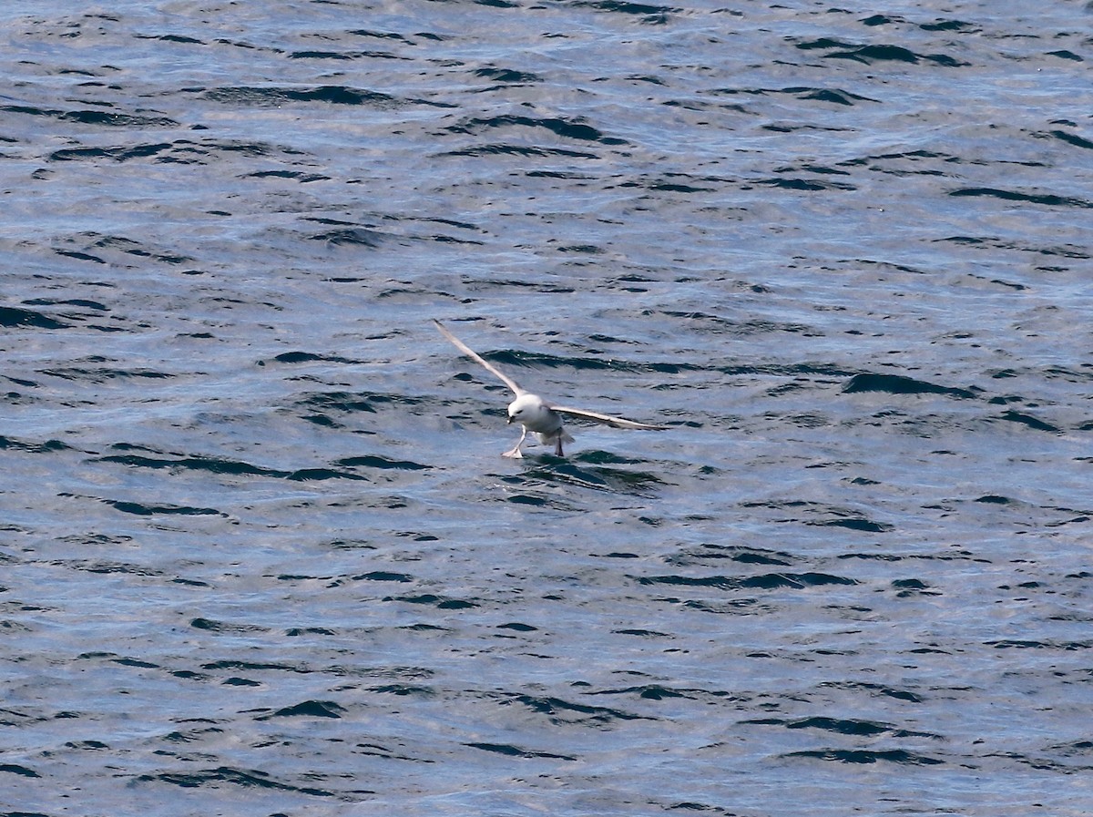 Northern Fulmar - ML599257911