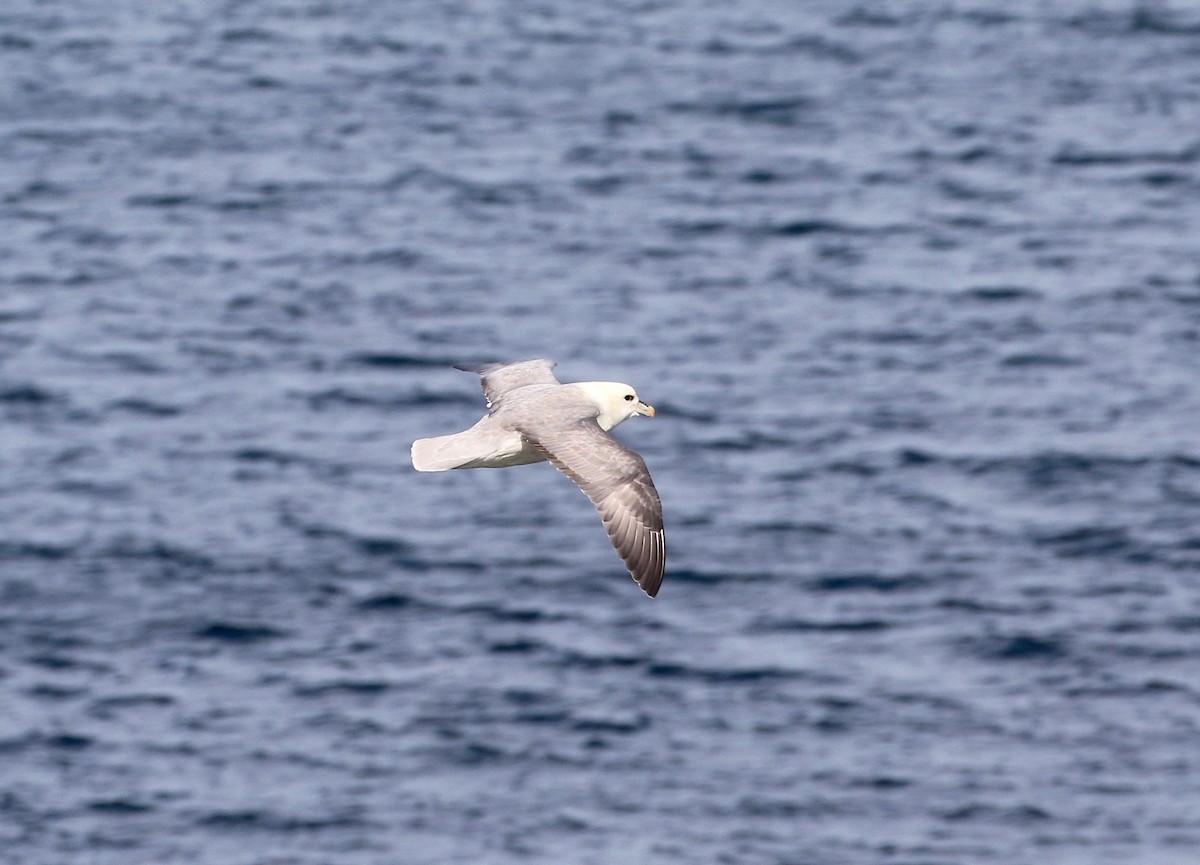 Northern Fulmar - ML599257931