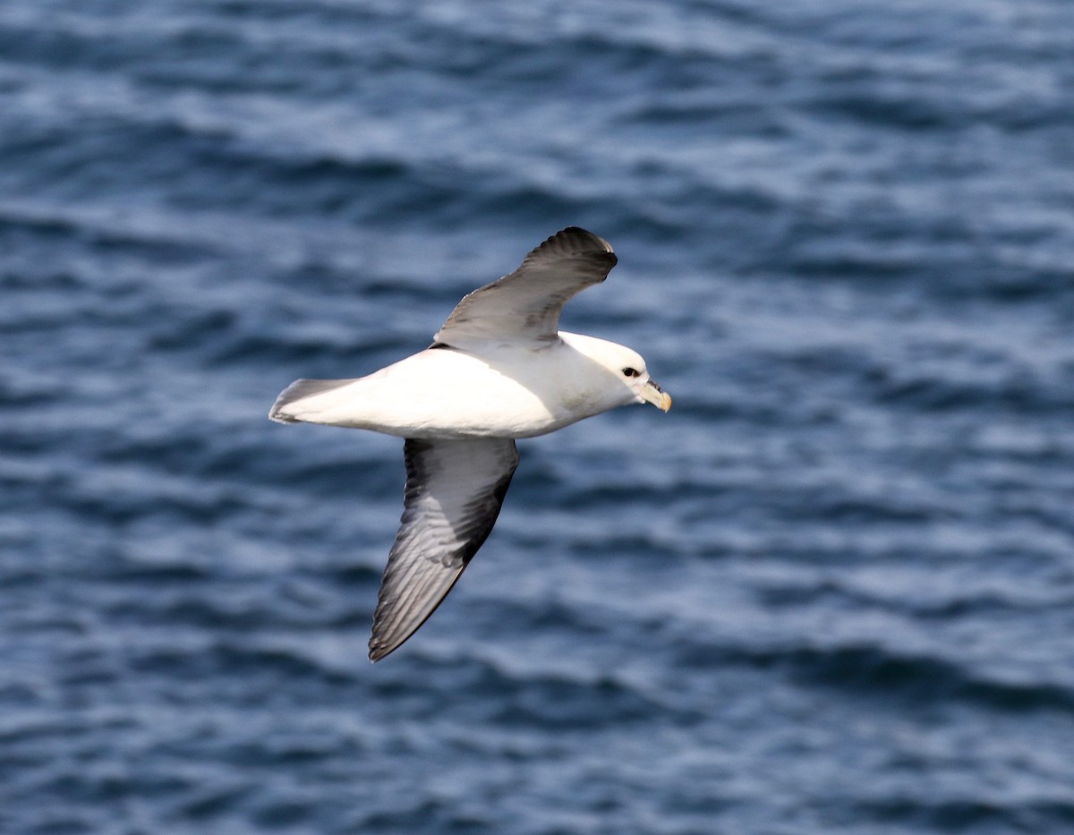 Northern Fulmar - ML599257951