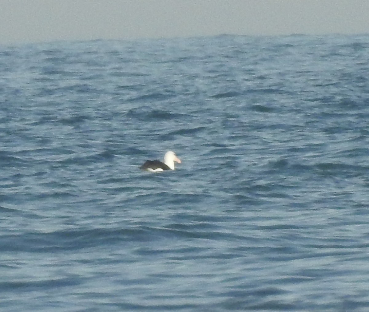 Чернобровый альбатрос - ML599258131