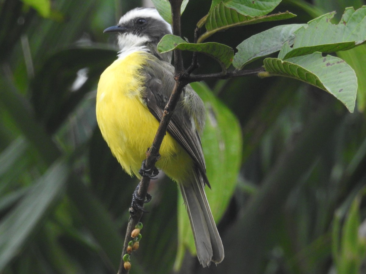 Social Flycatcher - Nick Hudson