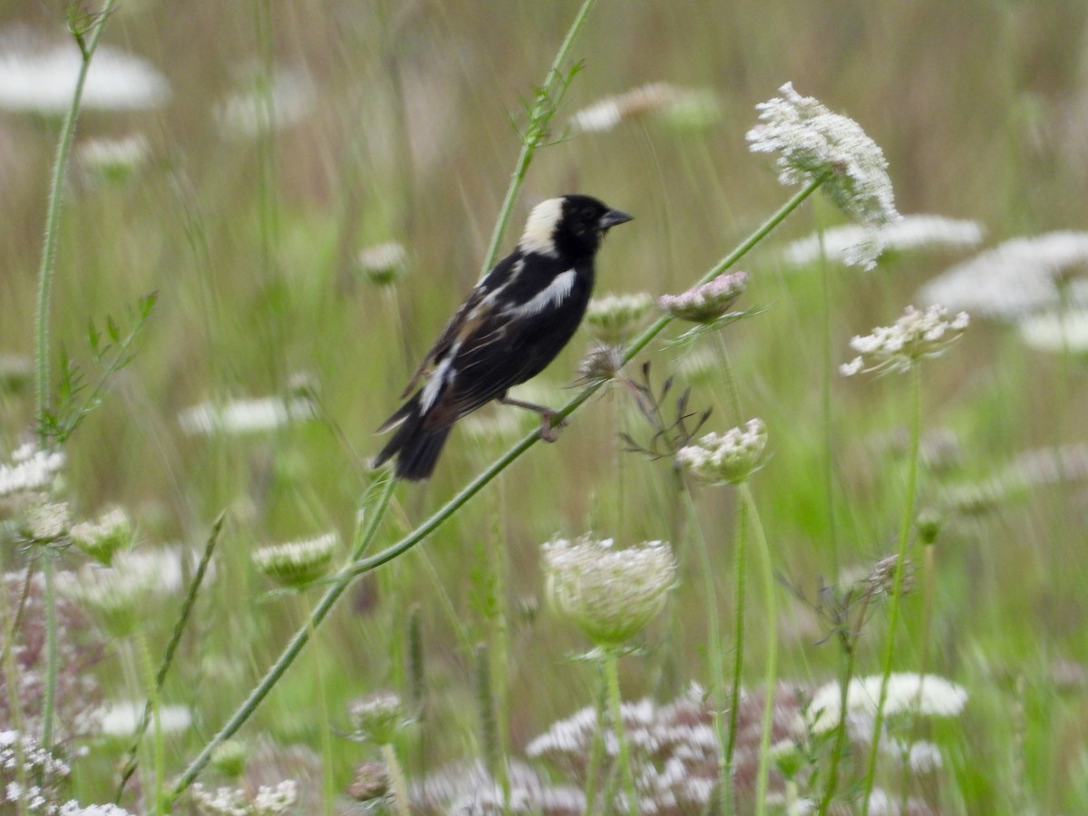 bobolink americký - ML599258551