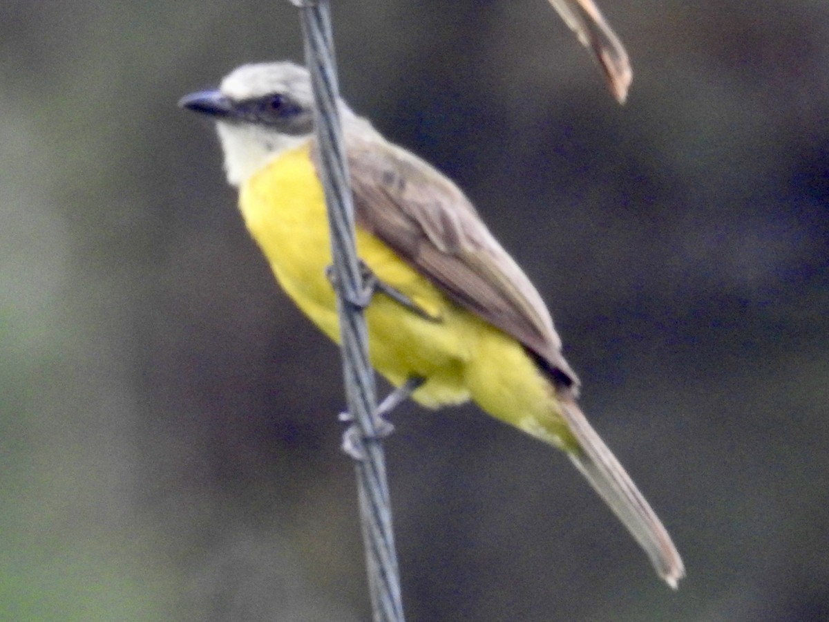 Gray-capped Flycatcher - ML599258561