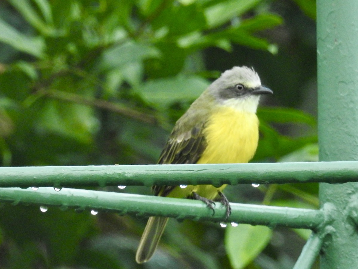 Gray-capped Flycatcher - Nick Hudson