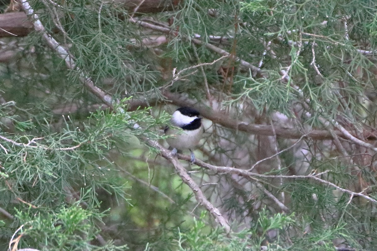 Carolina Chickadee - ML599258581