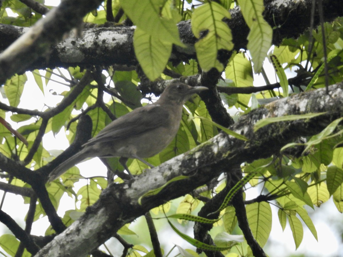 Clay-colored Thrush - ML599258691