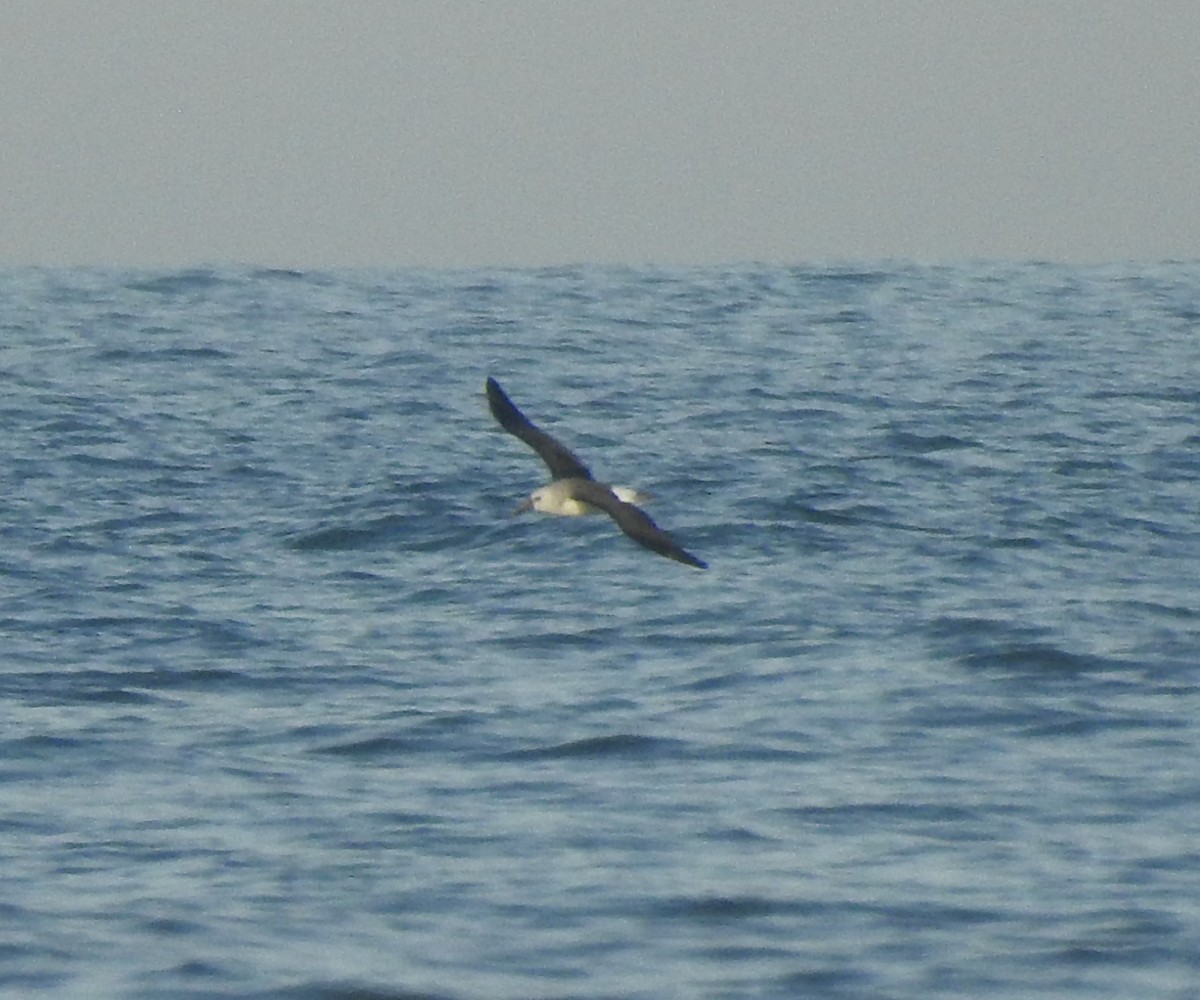 Atlantic Yellow-nosed Albatross - ML599258851