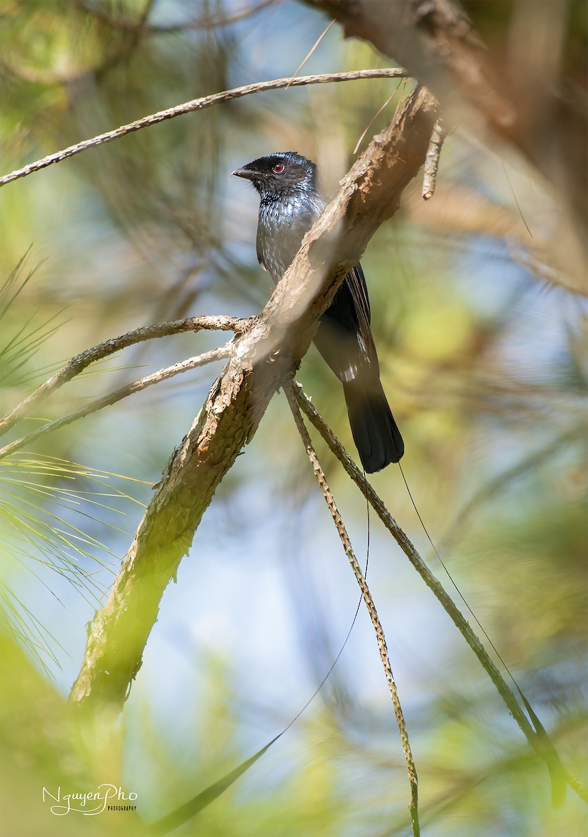 Lesser Racket-tailed Drongo - ML599258941
