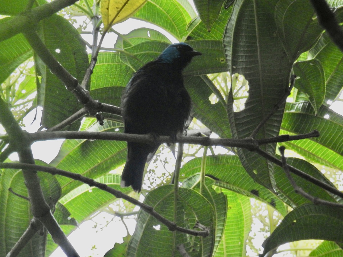 Scarlet-thighed Dacnis - ML599259101