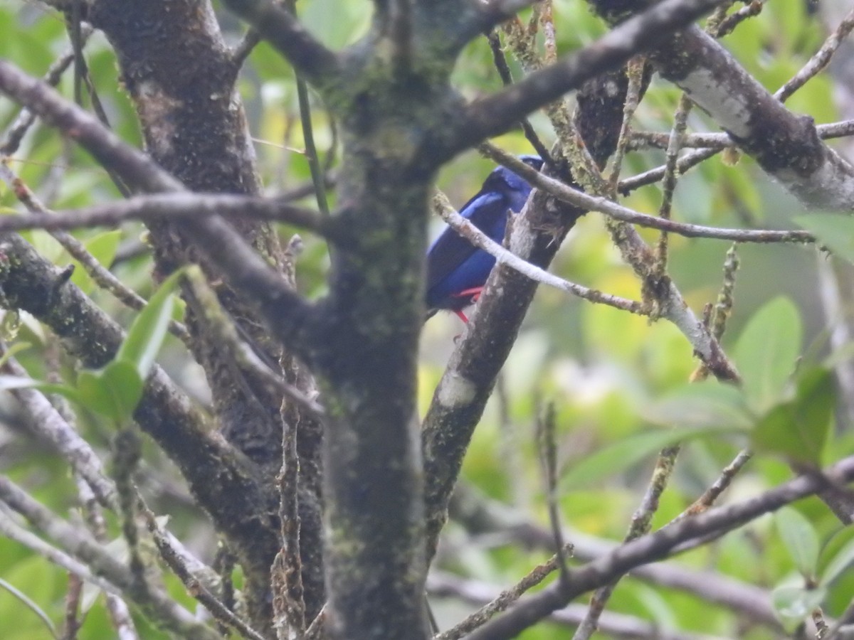 Red-legged Honeycreeper - ML599259341