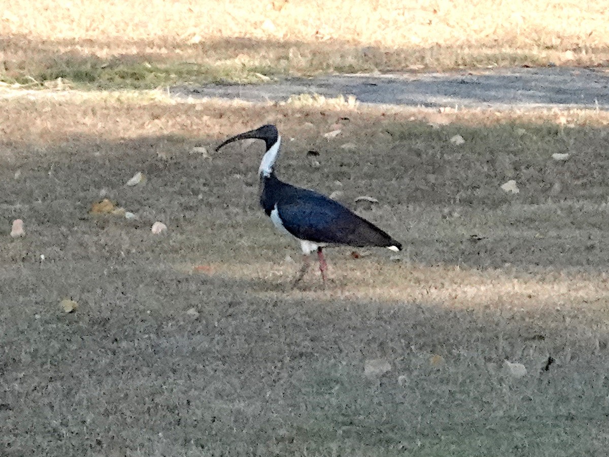 ibis slámokrký - ML599259461