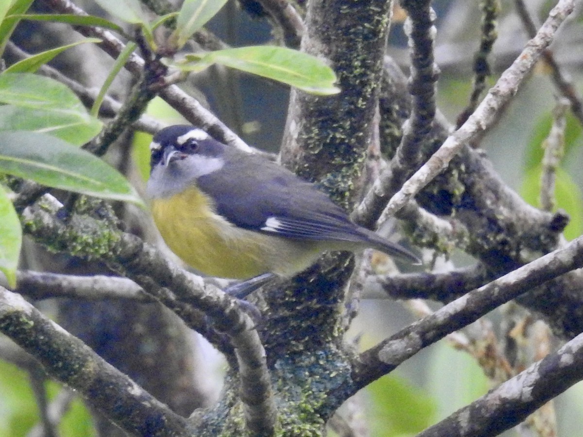 Sucrier à ventre jaune - ML599259491