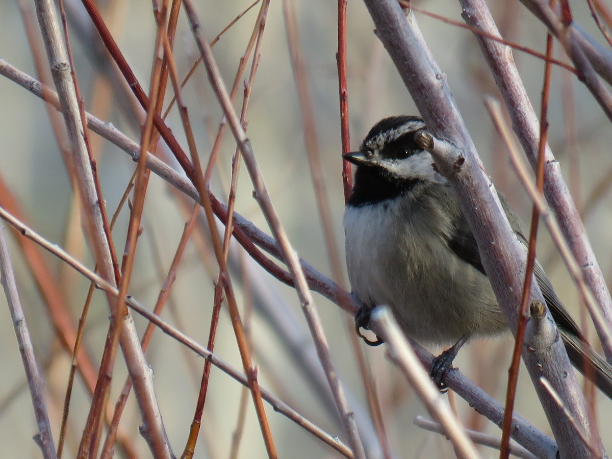 Mountain Chickadee - ML599259531