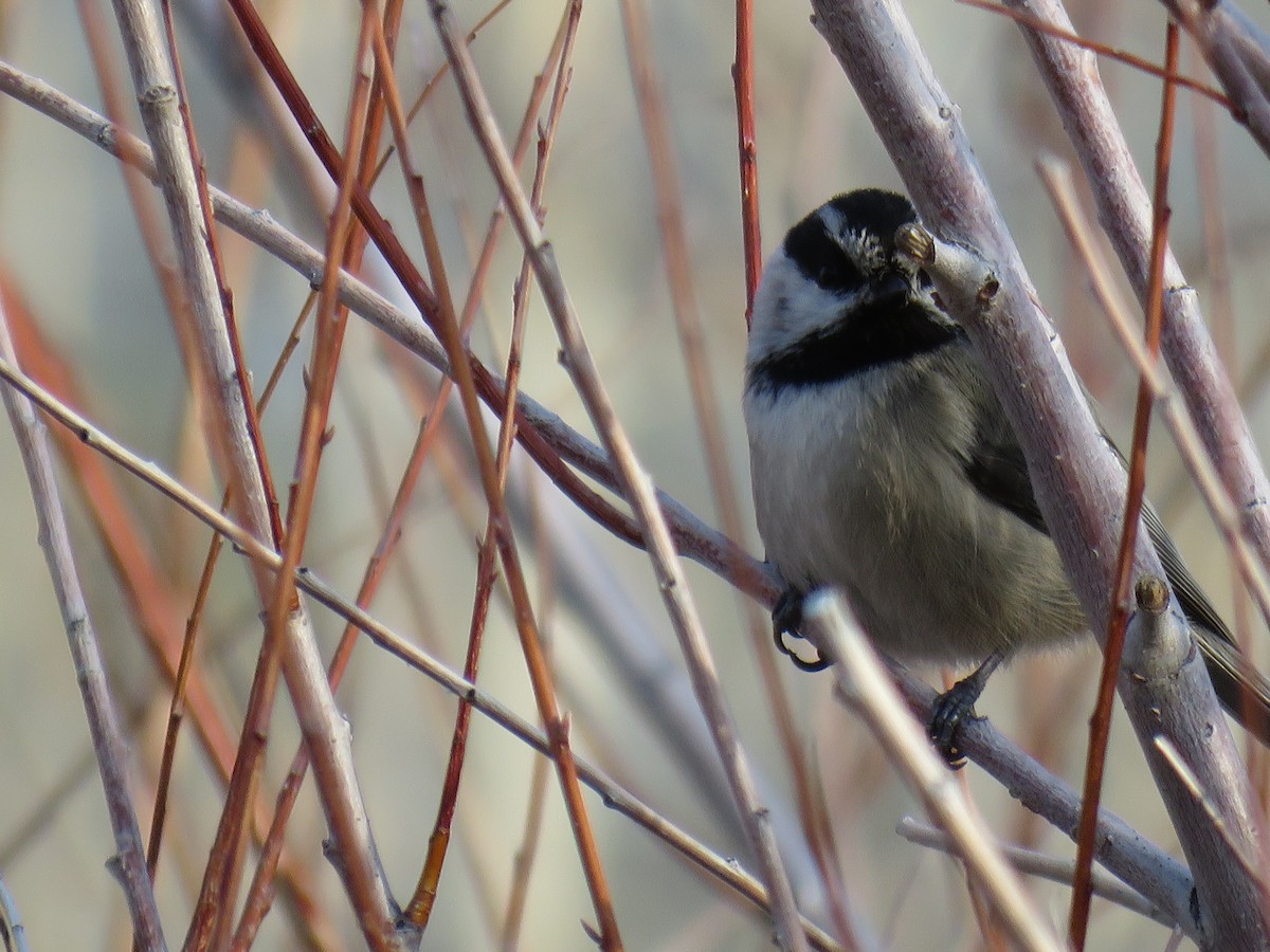 Mountain Chickadee - ML599259541