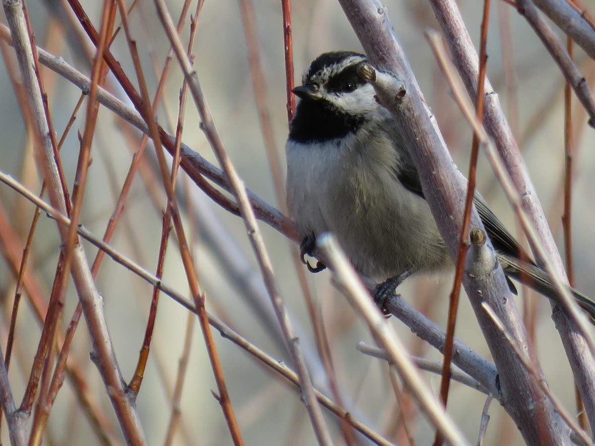 Mountain Chickadee - Joe Veverka