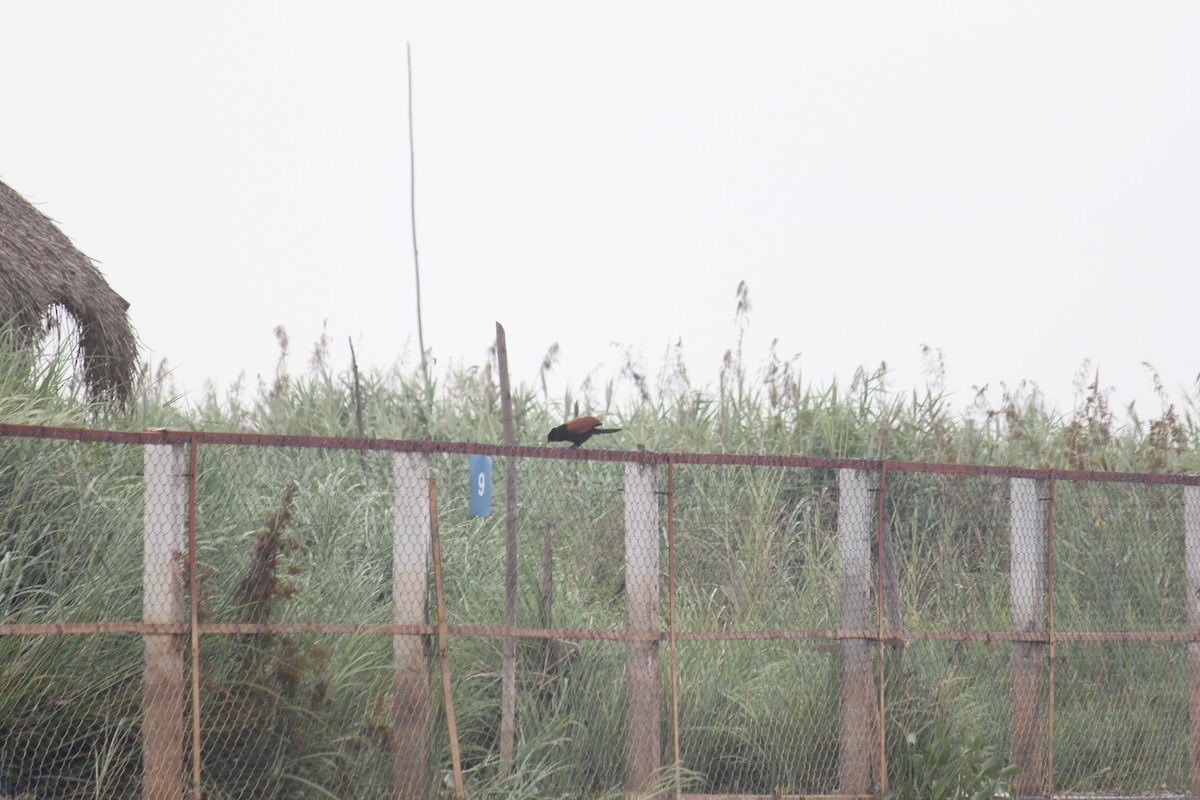 Greater Coucal - ML59925991