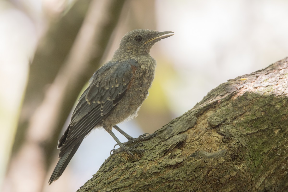 Blue Rock-Thrush (philippensis) - ML599261751