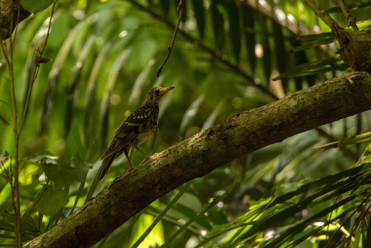 White's Thrush - ML599261901