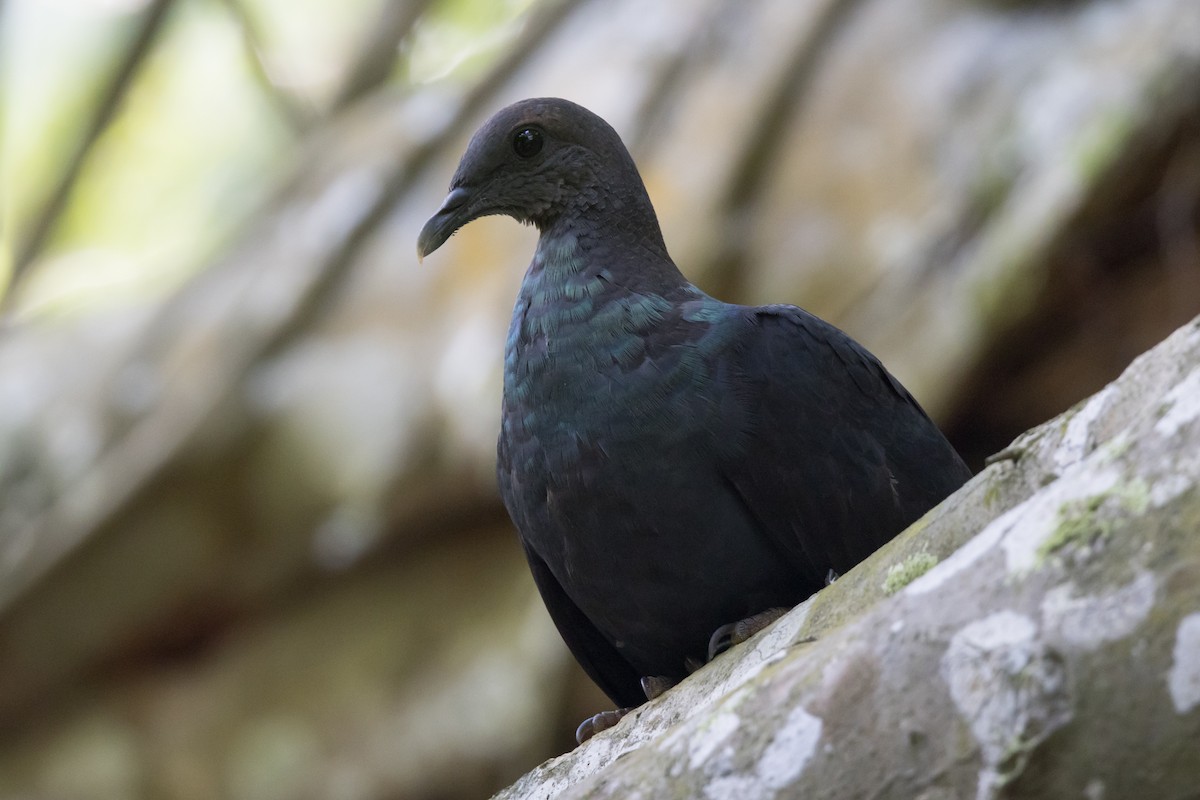 Black Wood-Pigeon - Yann Muzika