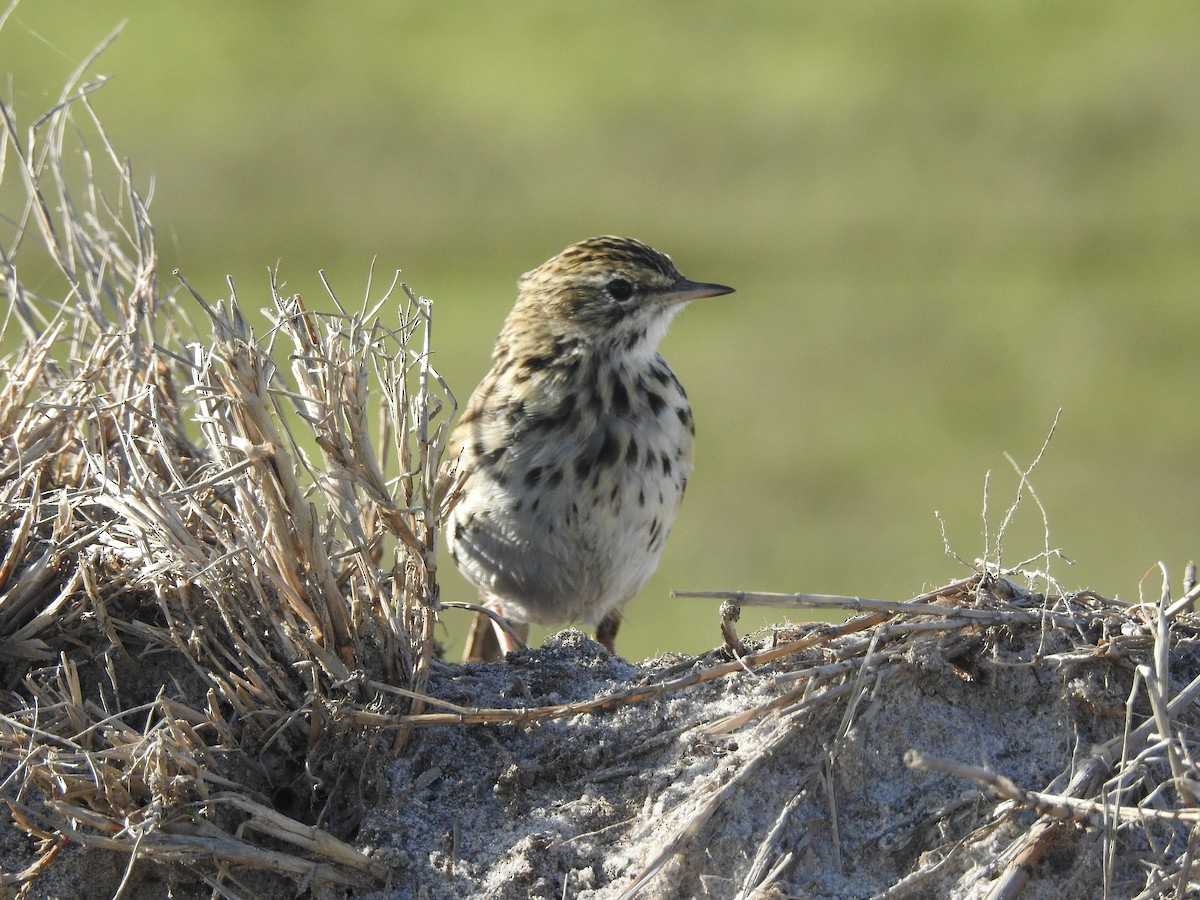 Correndera Pipit - Marco Crozariol