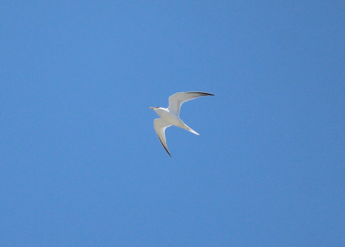 Least Tern - Jonathan Vargas