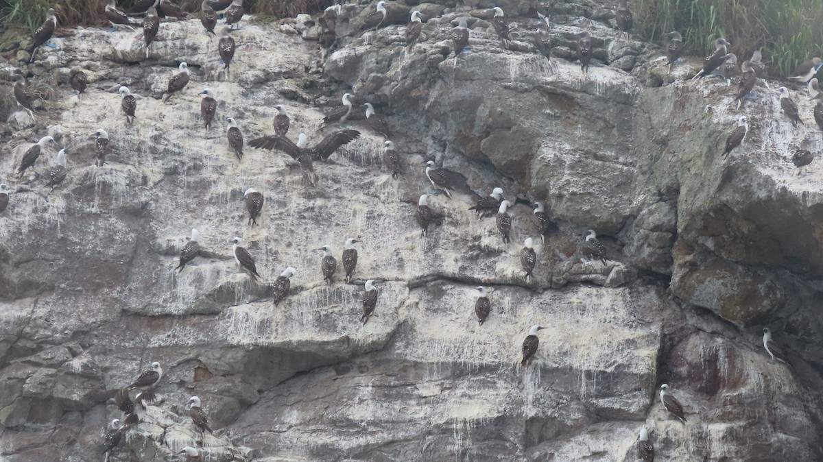 Peruvian Booby - ML599262581